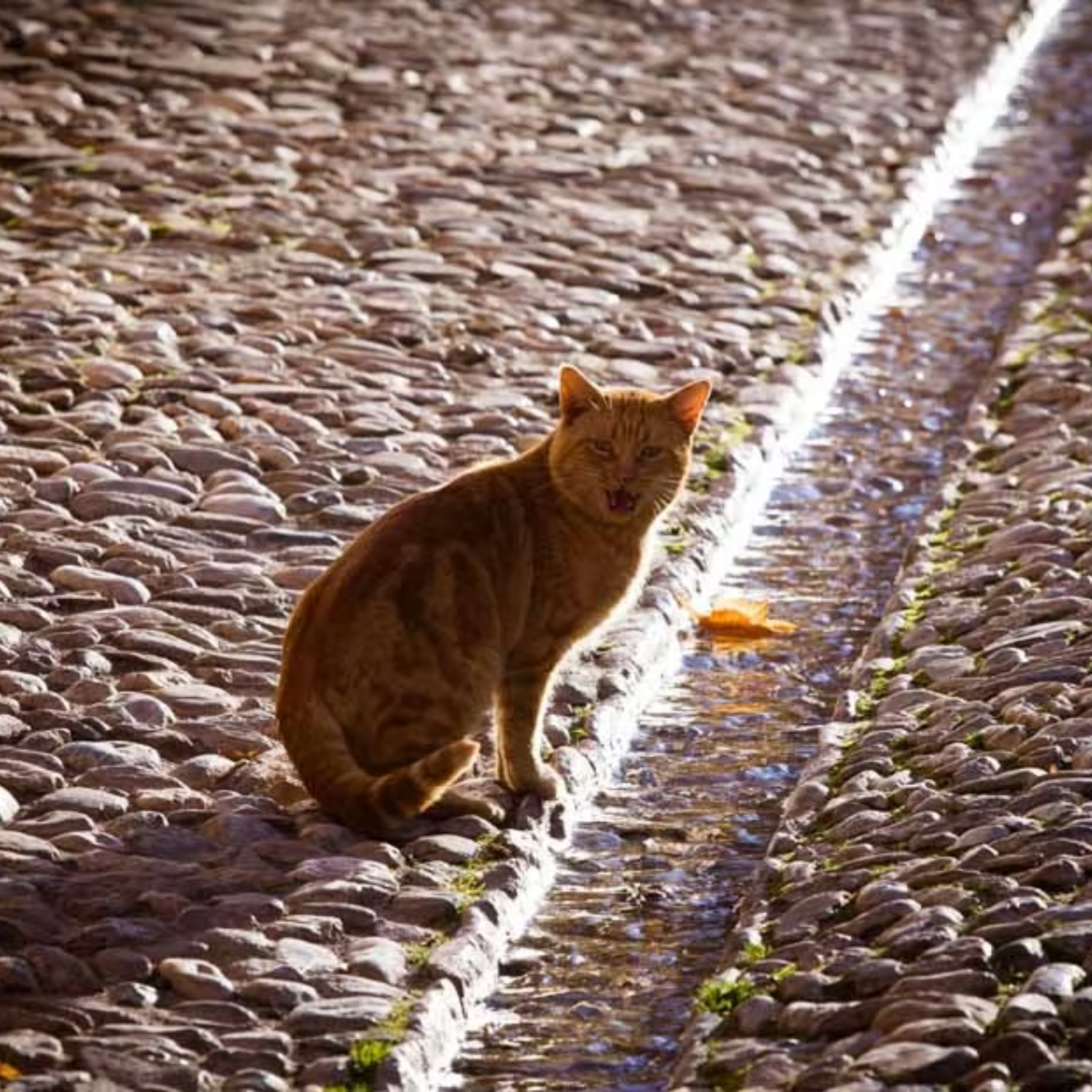 8.MonumentosAndalusies.GATO_AGUA
